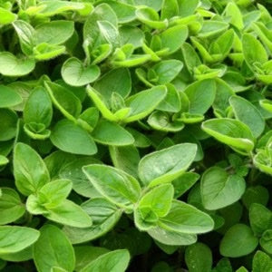 Marjoram Oil