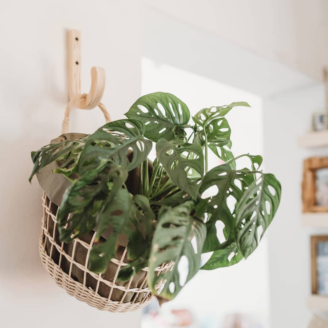 Baskiti Hanging Planter Bundle