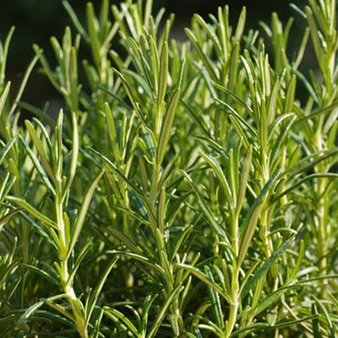 Rosemary Oil