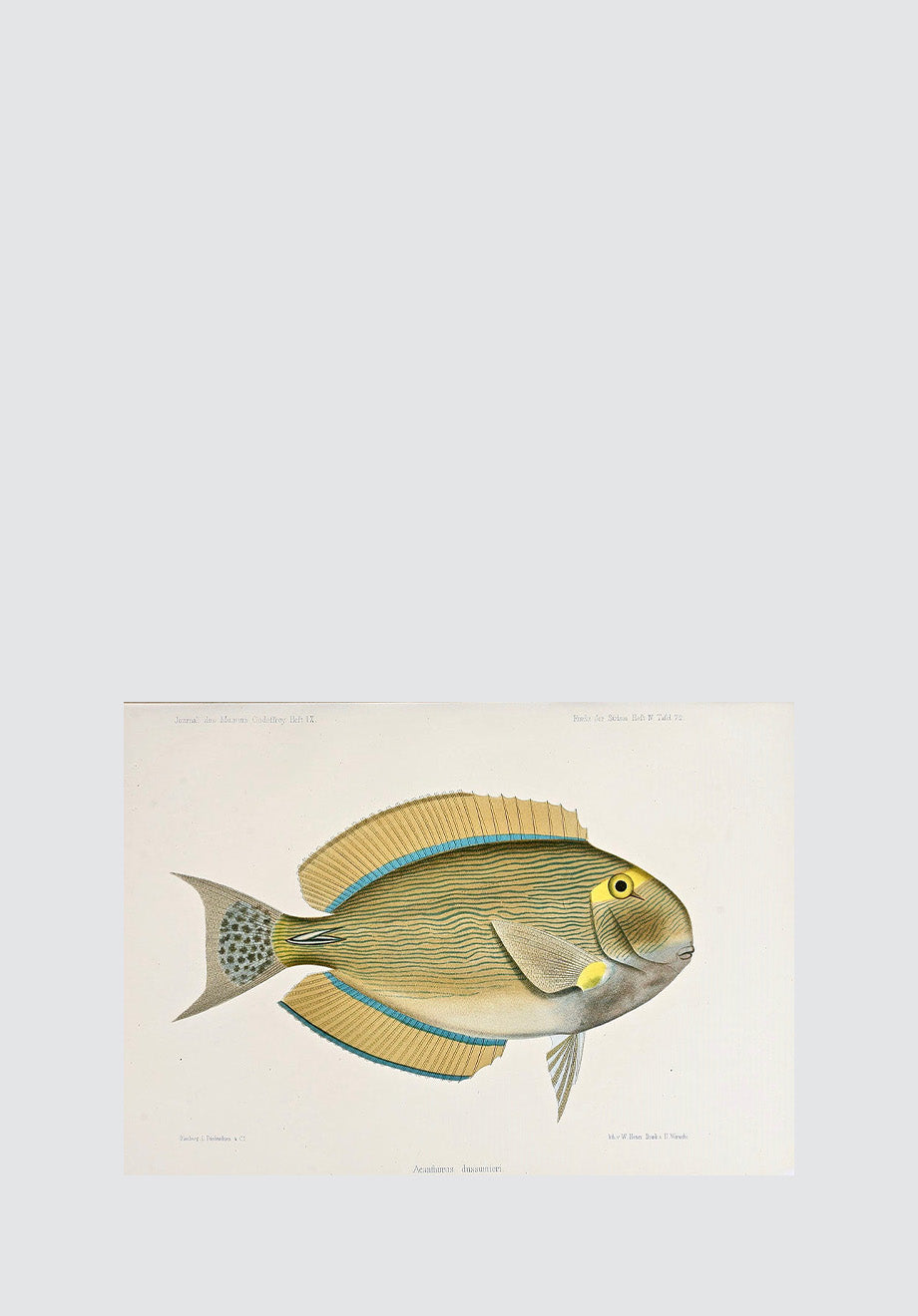 Vintage Tropical Fish 13 Print