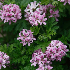 Geranium Oil