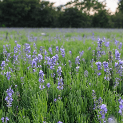 Lavender Oil